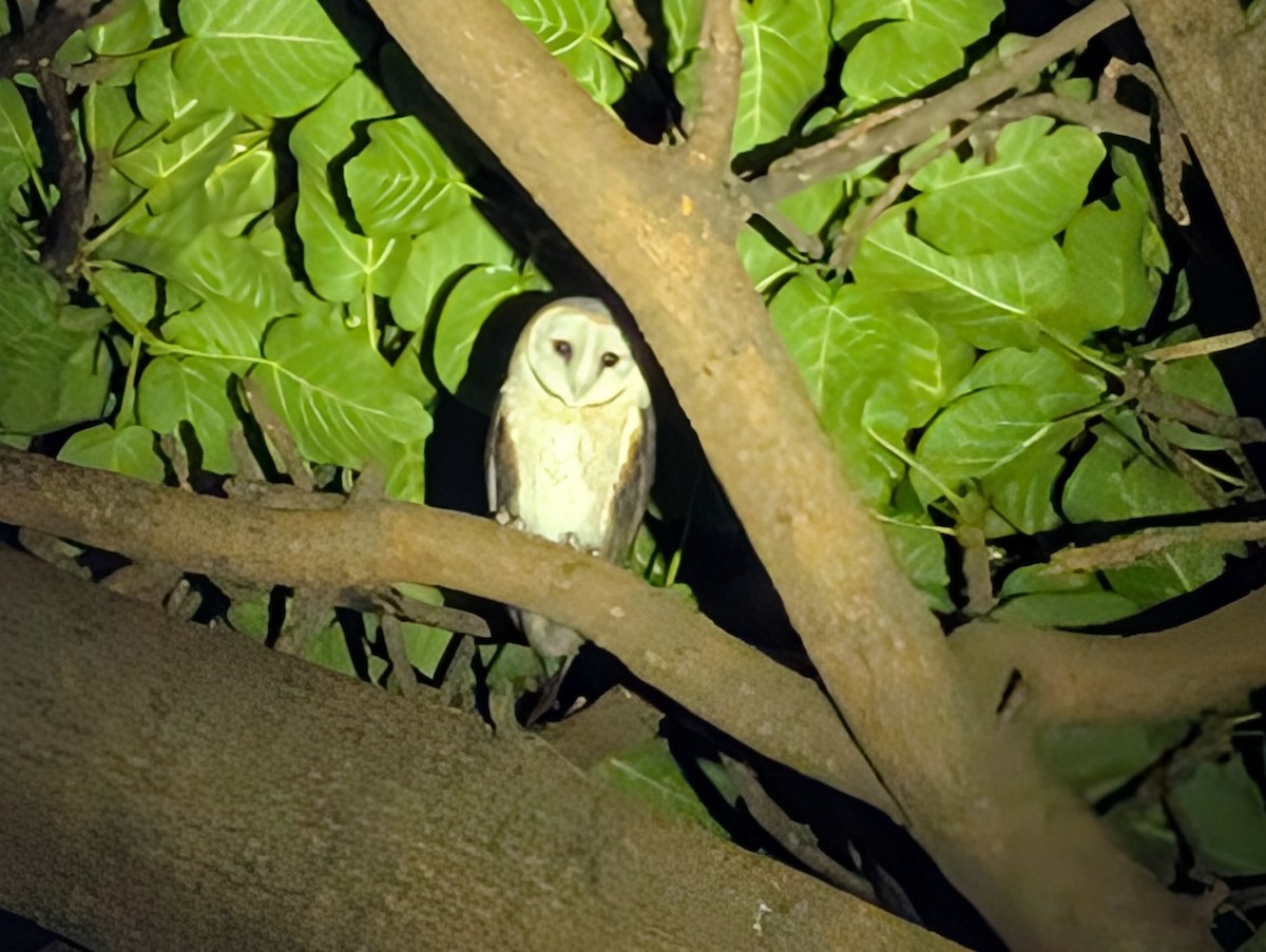 Western Barn Owl - ML637776243