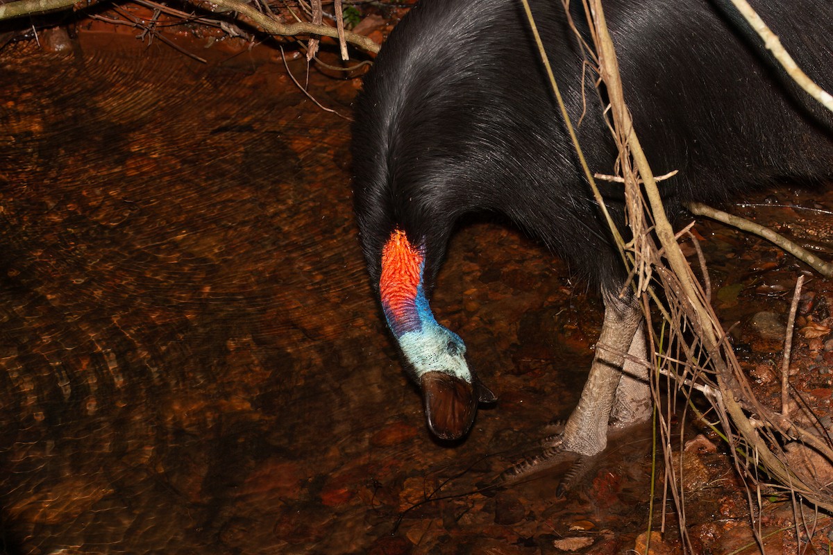 Southern Cassowary - ML637776309