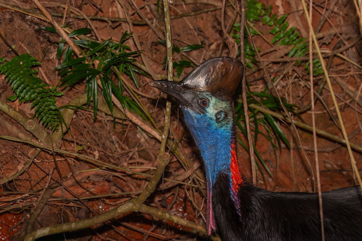 Southern Cassowary - ML637776324