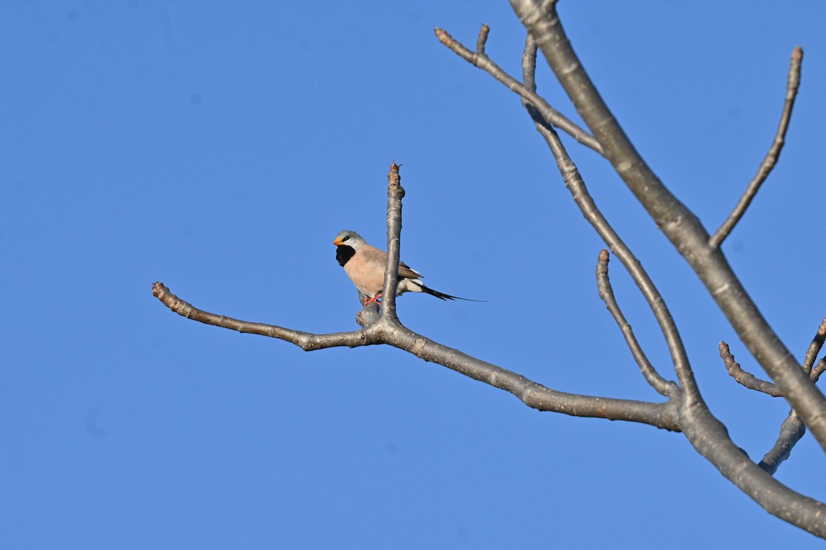 Masked Finch - ML637776350