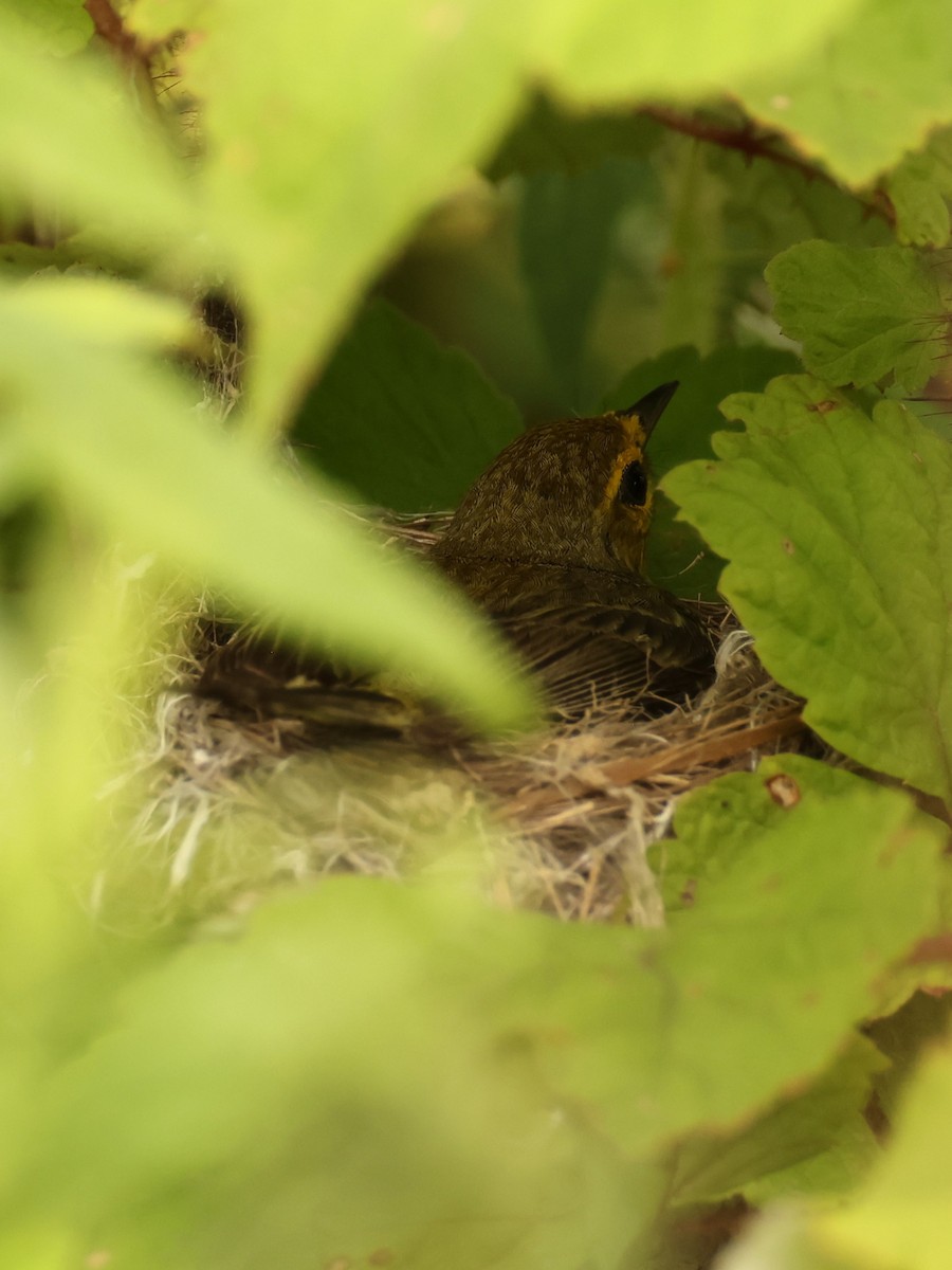 Prairie Warbler - ML637776367