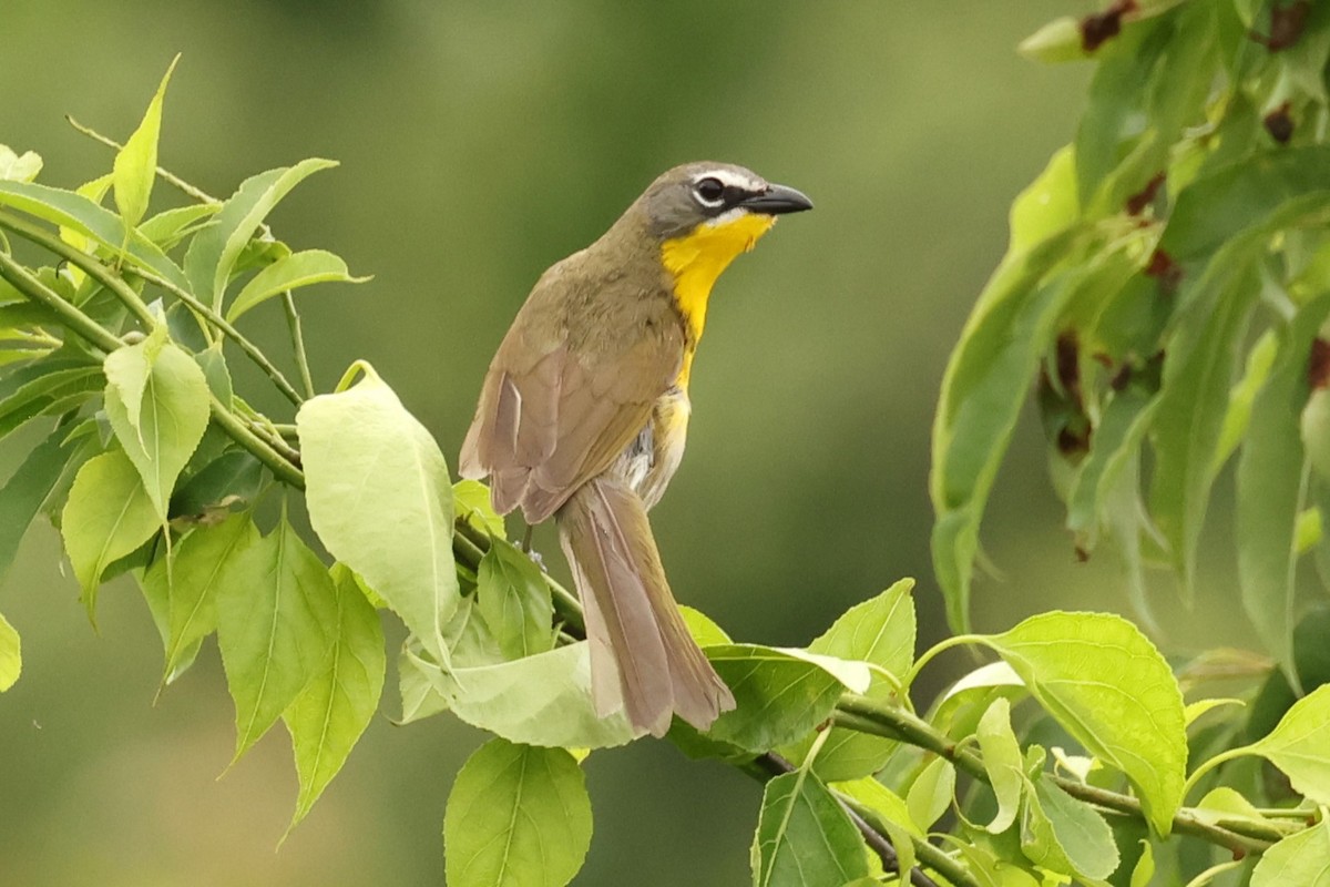 Yellow-breasted Chat - ML637776381