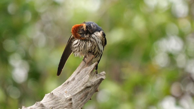 Lesser Striped Swallow - ML637776382