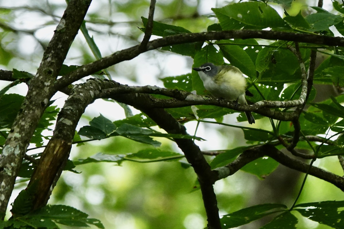 Blue-headed Vireo - ML637776391