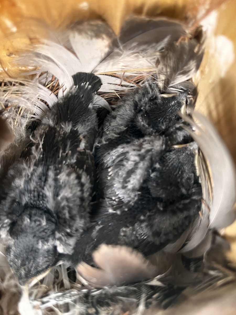 Tree Swallow - ML637776477