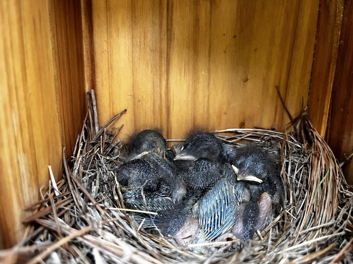 Eastern Bluebird - ML637776483