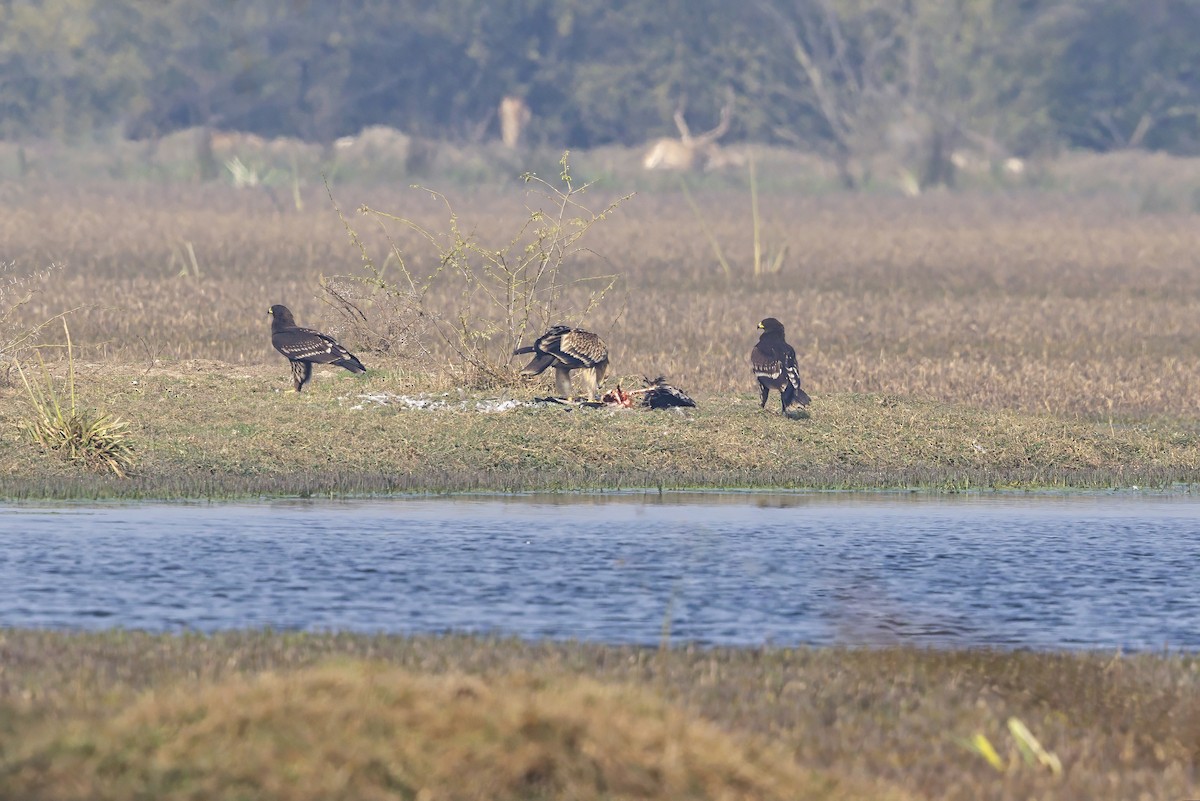 Greater Spotted Eagle - ML637776490