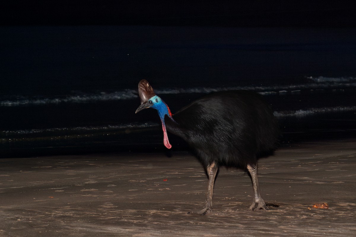 Southern Cassowary - ML637776494