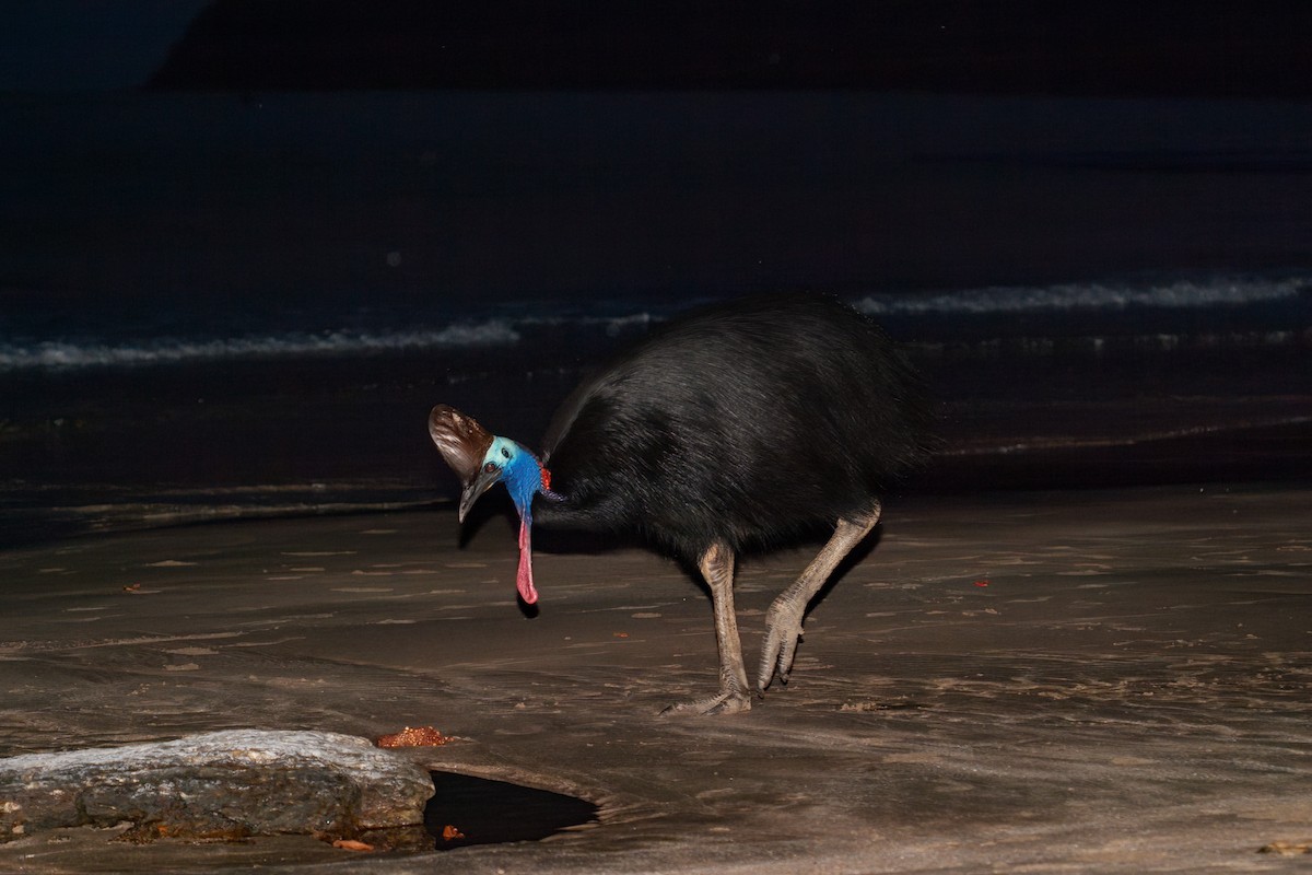 Southern Cassowary - ML637776514