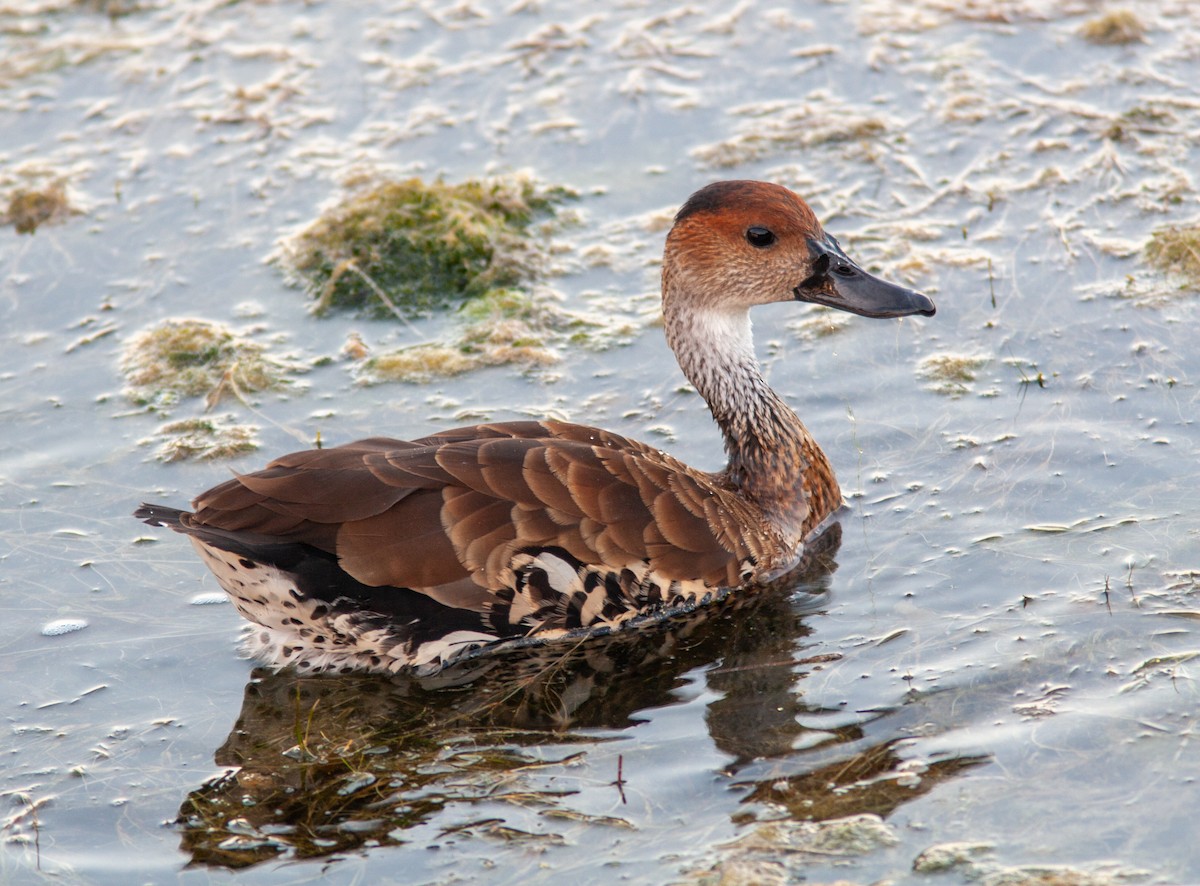 West Indian Whistling-Duck - ML637776544