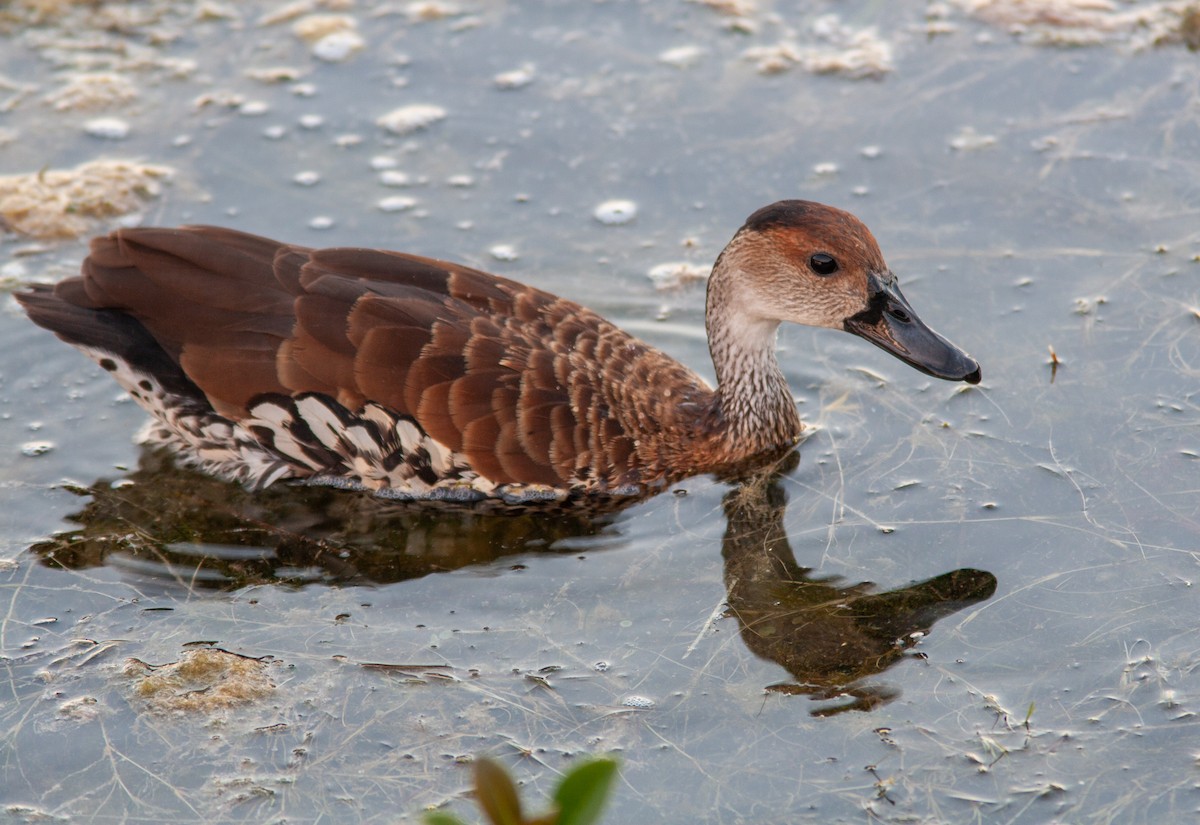 West Indian Whistling-Duck - ML637776557