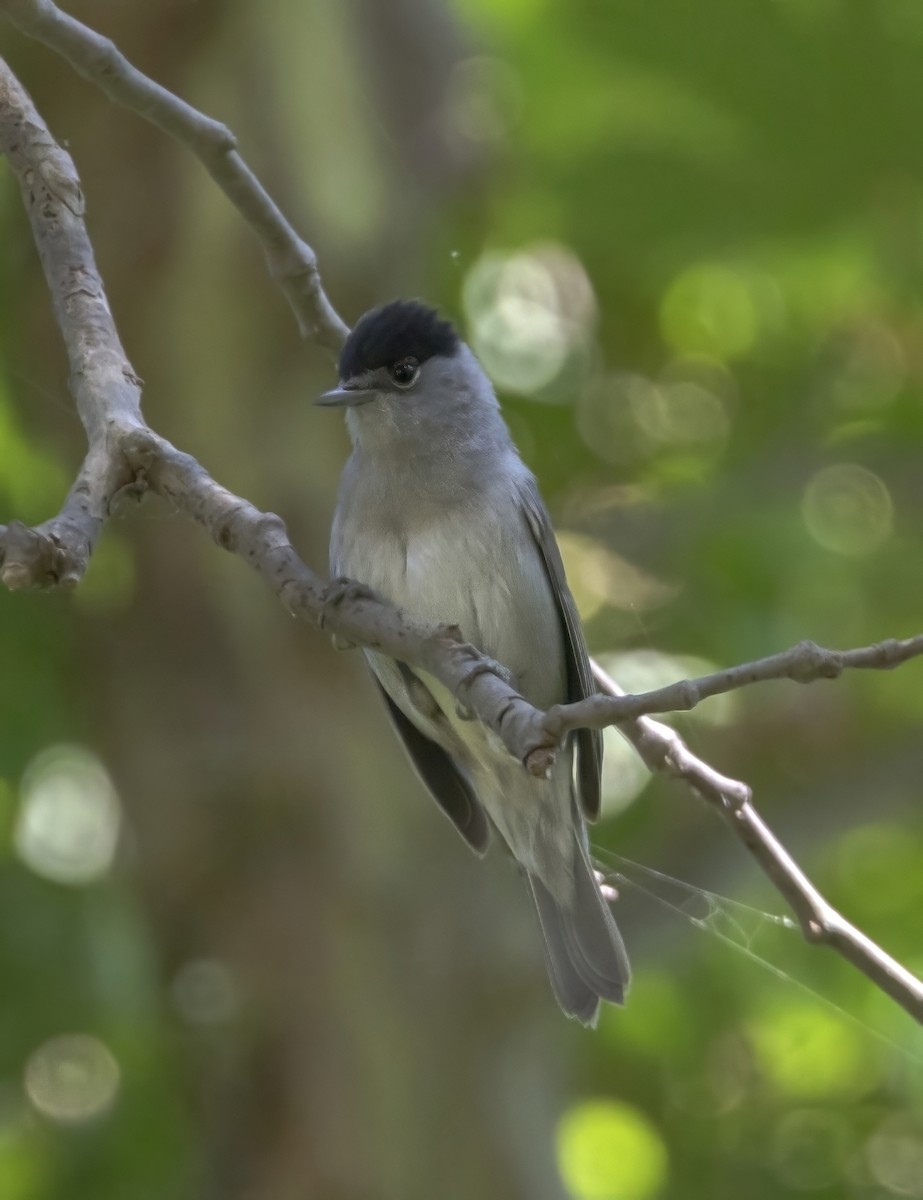 pěnice černohlavá - ML637776566