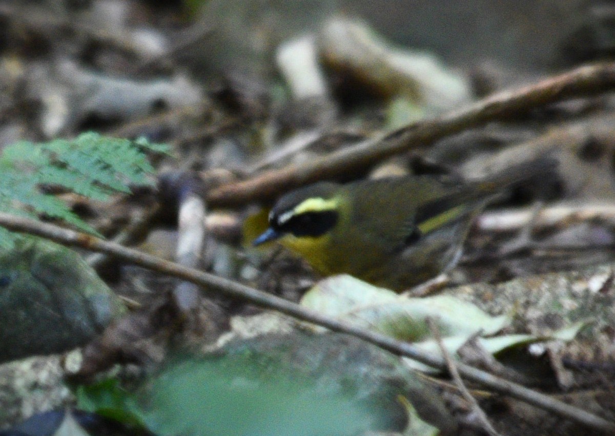 Yellow-throated Scrubwren - ML637776571