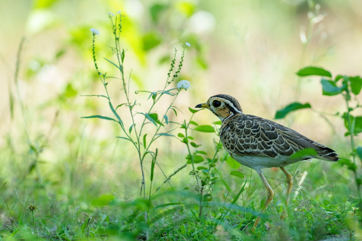 Three-banded Courser - ML637776574