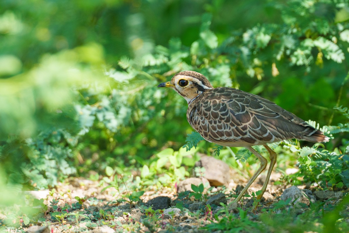 Three-banded Courser - ML637776577
