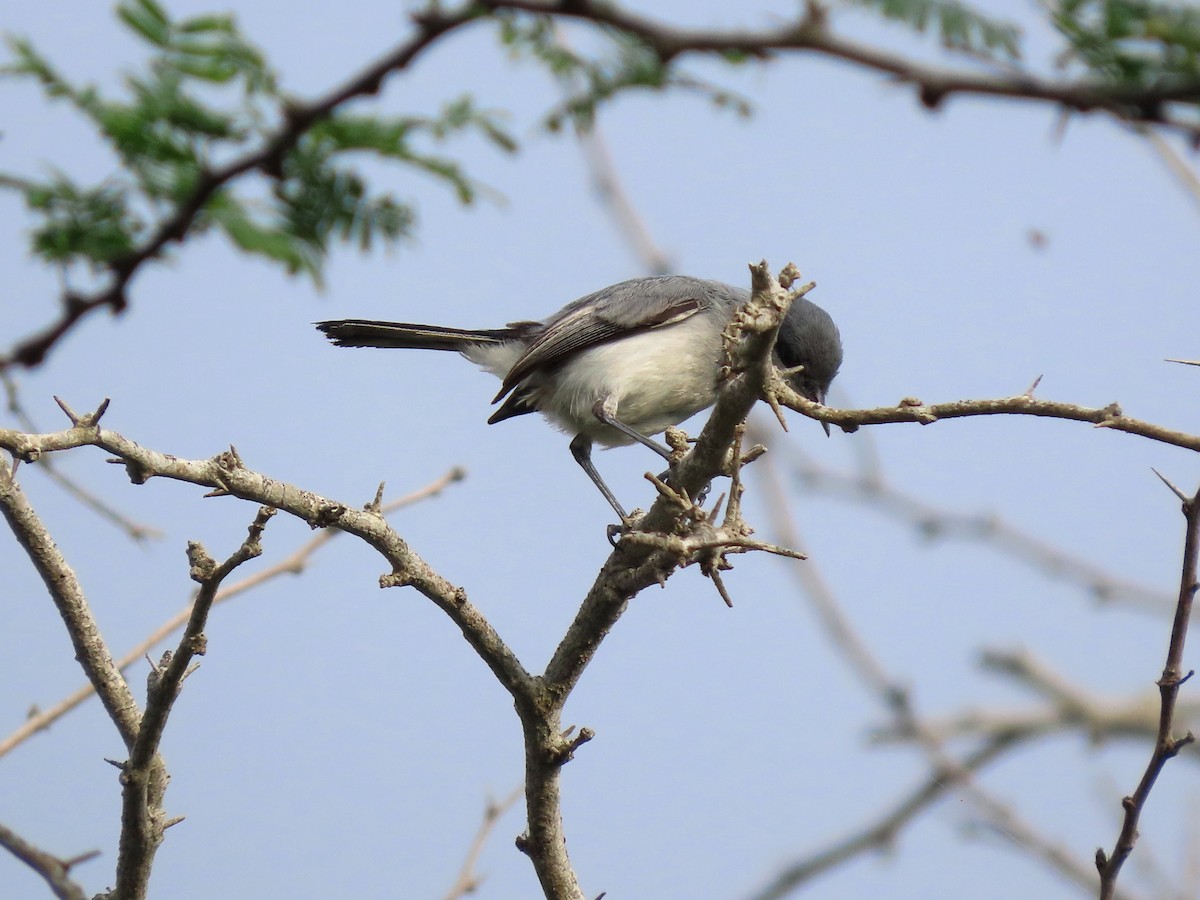 Tropical Gnatcatcher - ML637776587