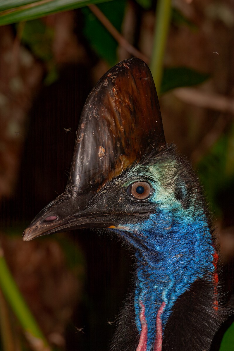 Southern Cassowary - ML637776596