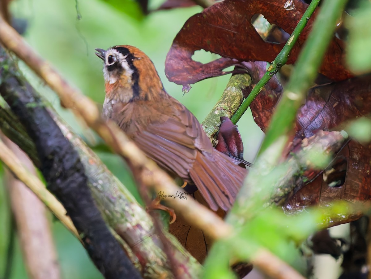 Rufous-throated Fulvetta - ML637776603