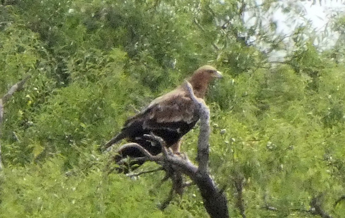 Spanish Eagle - ML637776614