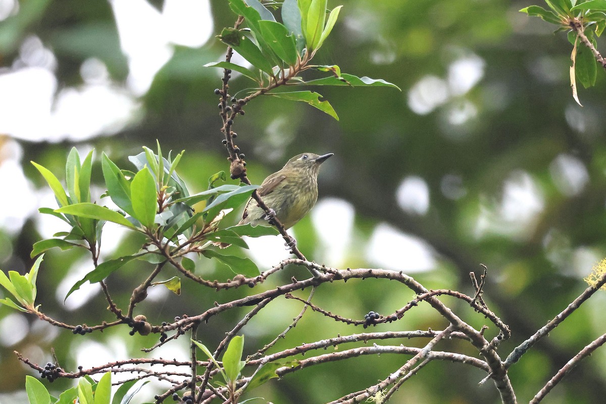 Olive-streaked Flycatcher - ML637776621