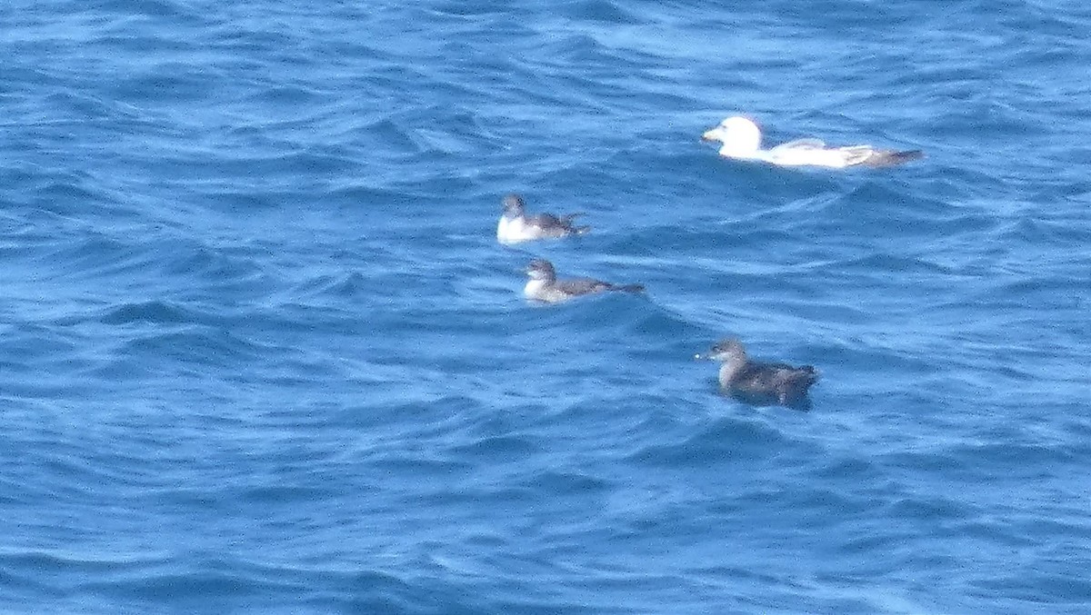 Balearic Shearwater - ML637776725