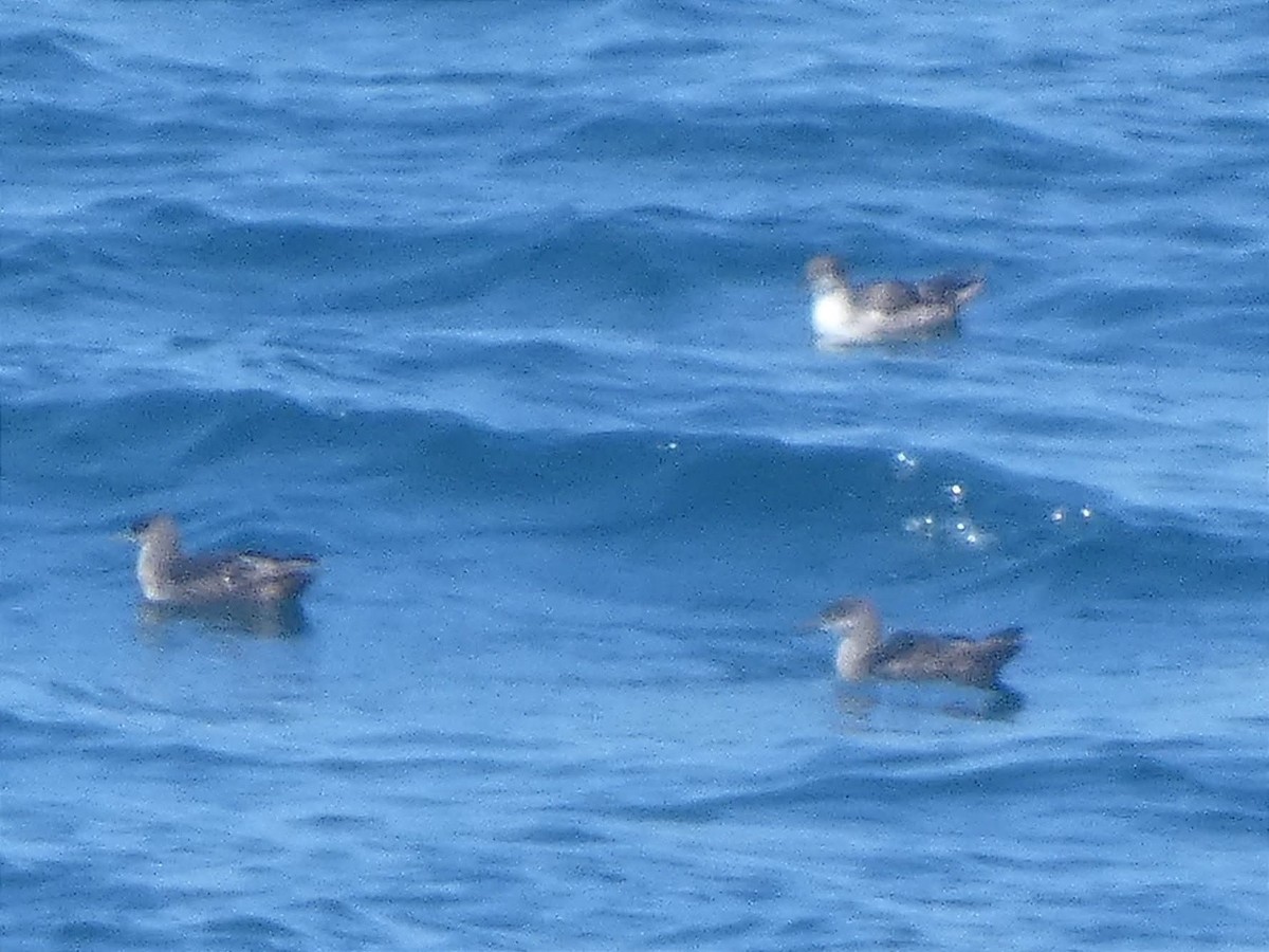 Balearic Shearwater - ML637776726