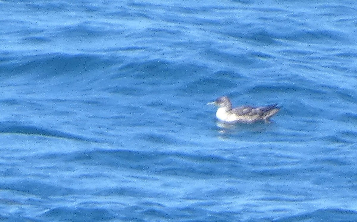 Balearic Shearwater - ML637776728