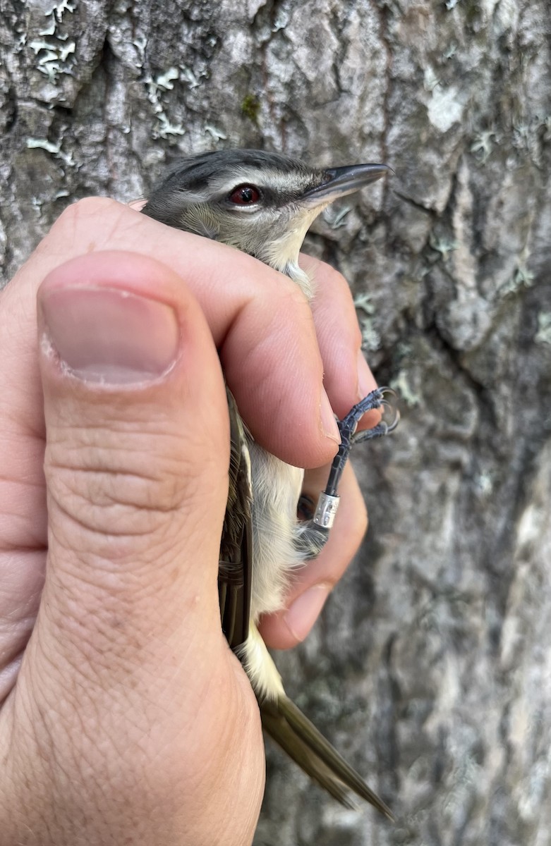 Red-eyed Vireo - ML637776744