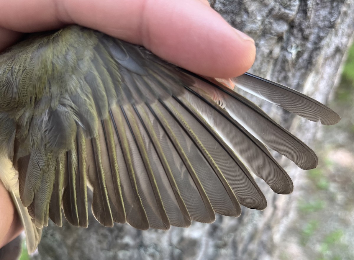 Red-eyed Vireo - ML637776746