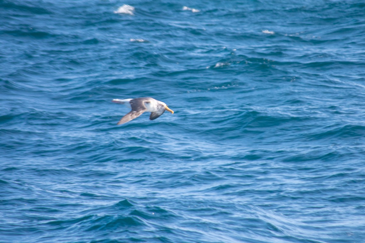 Salvin's Albatross - ML637776821