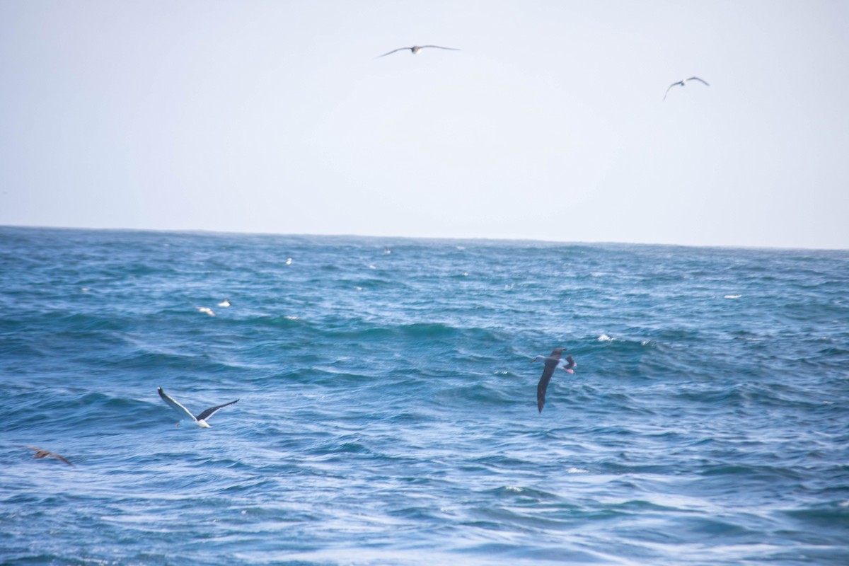 Salvin's Albatross - ML637776822