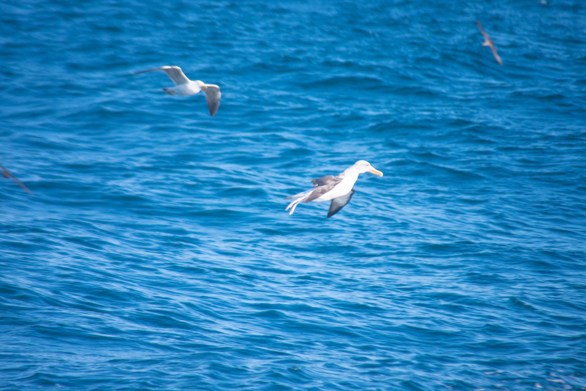 Salvin's Albatross - ML637776823