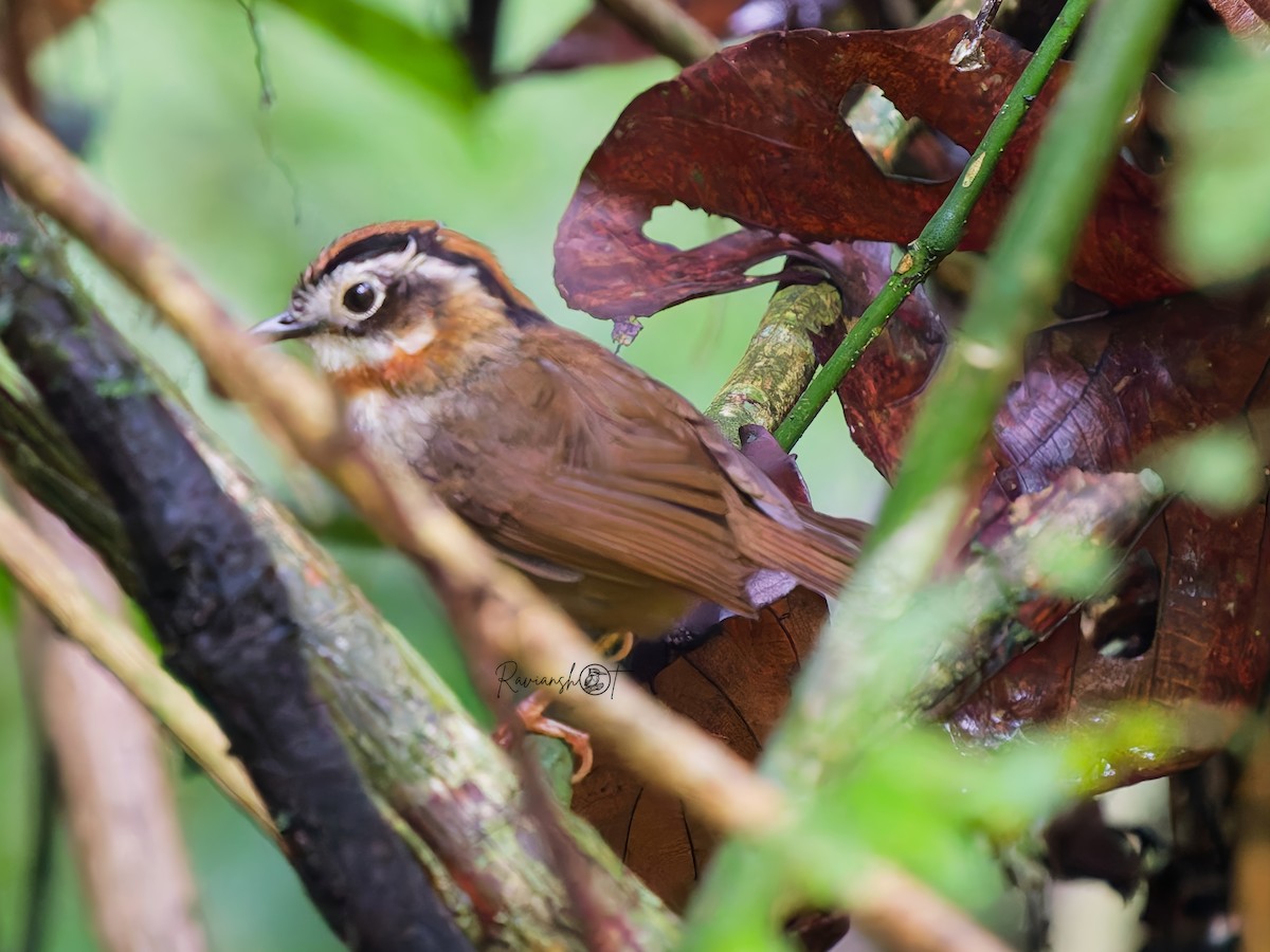 Rufous-throated Fulvetta - ML637776828