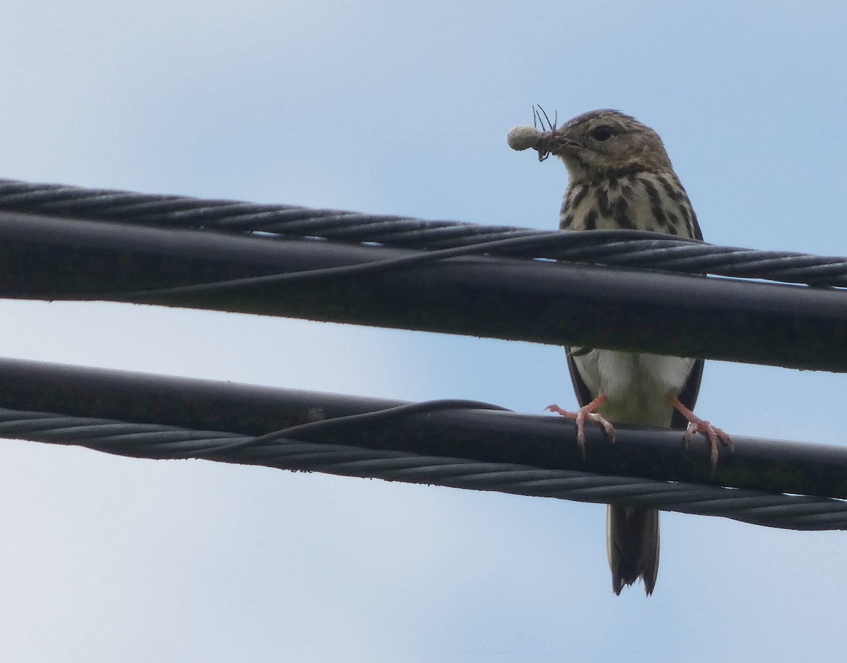 Tree Pipit - ML637776857