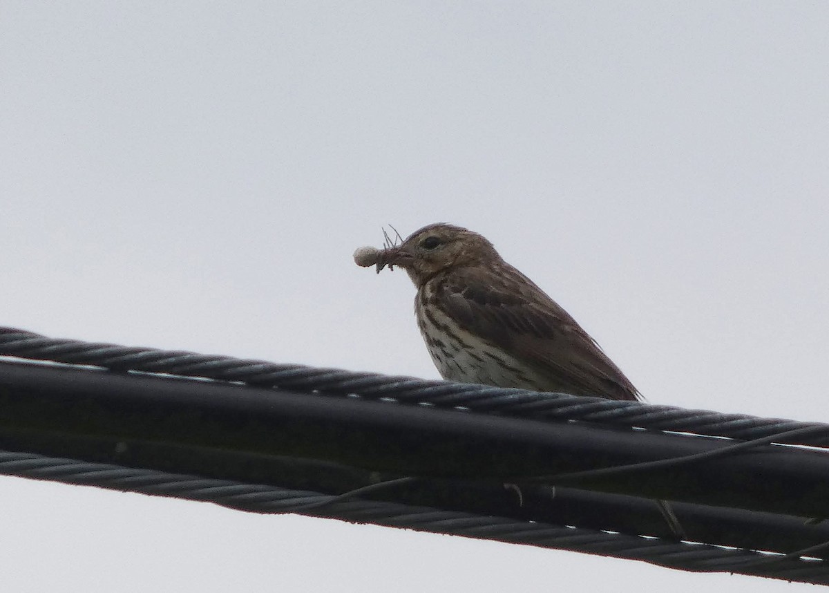 Tree Pipit - ML637776858