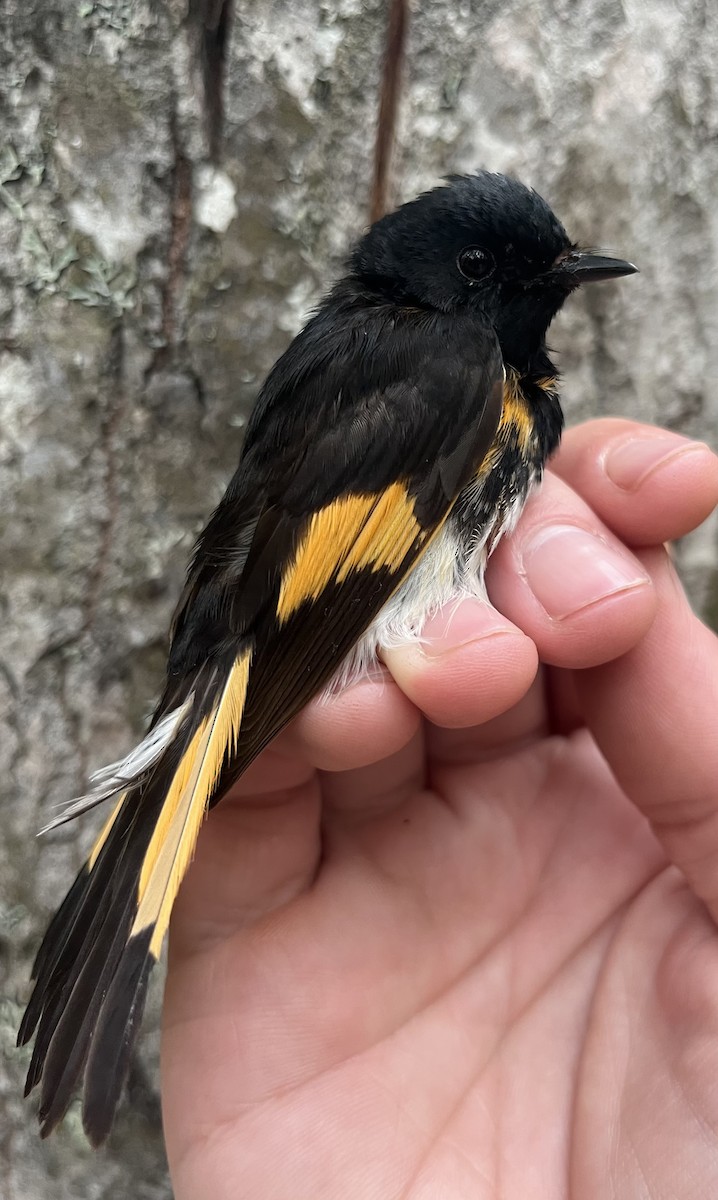 American Redstart - ML637776874