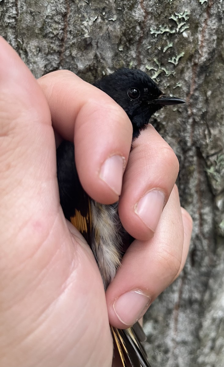 American Redstart - ML637776876