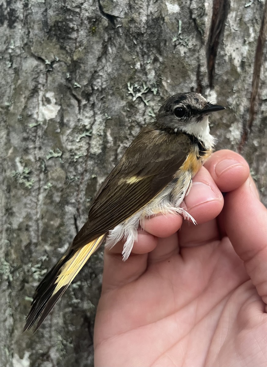 American Redstart - ML637776878