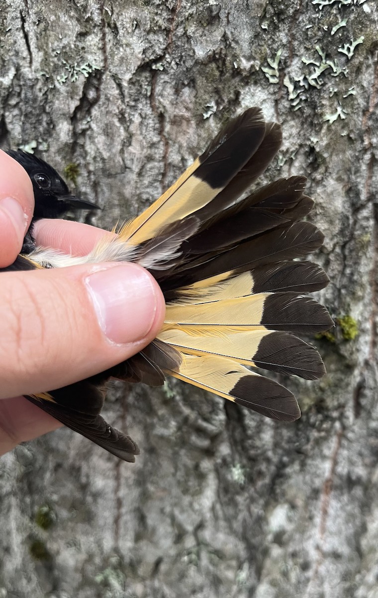 American Redstart - ML637776881