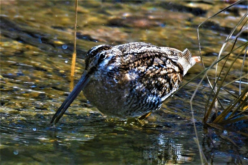 Solitary Snipe - ML637776887