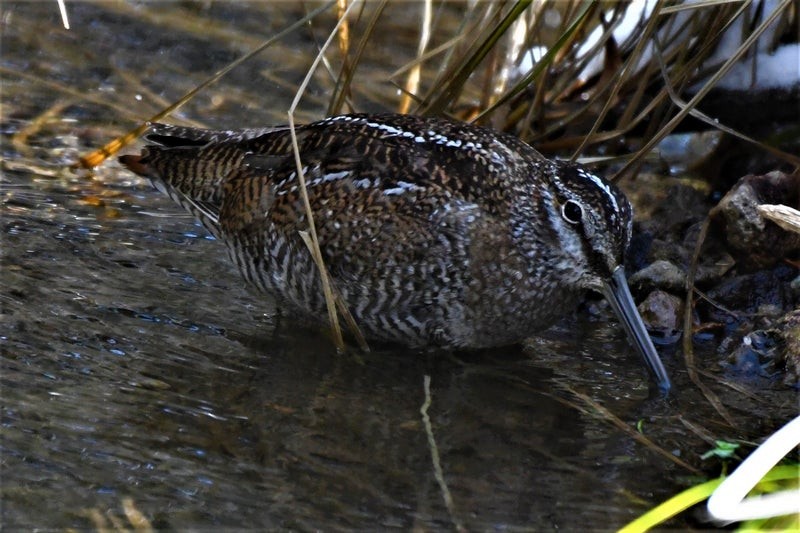 Solitary Snipe - ML637776893