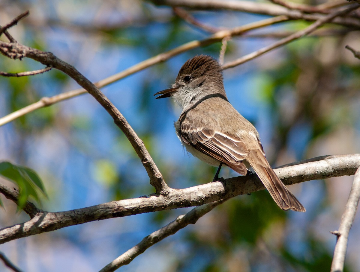 La Sagra's Flycatcher - ML637776905