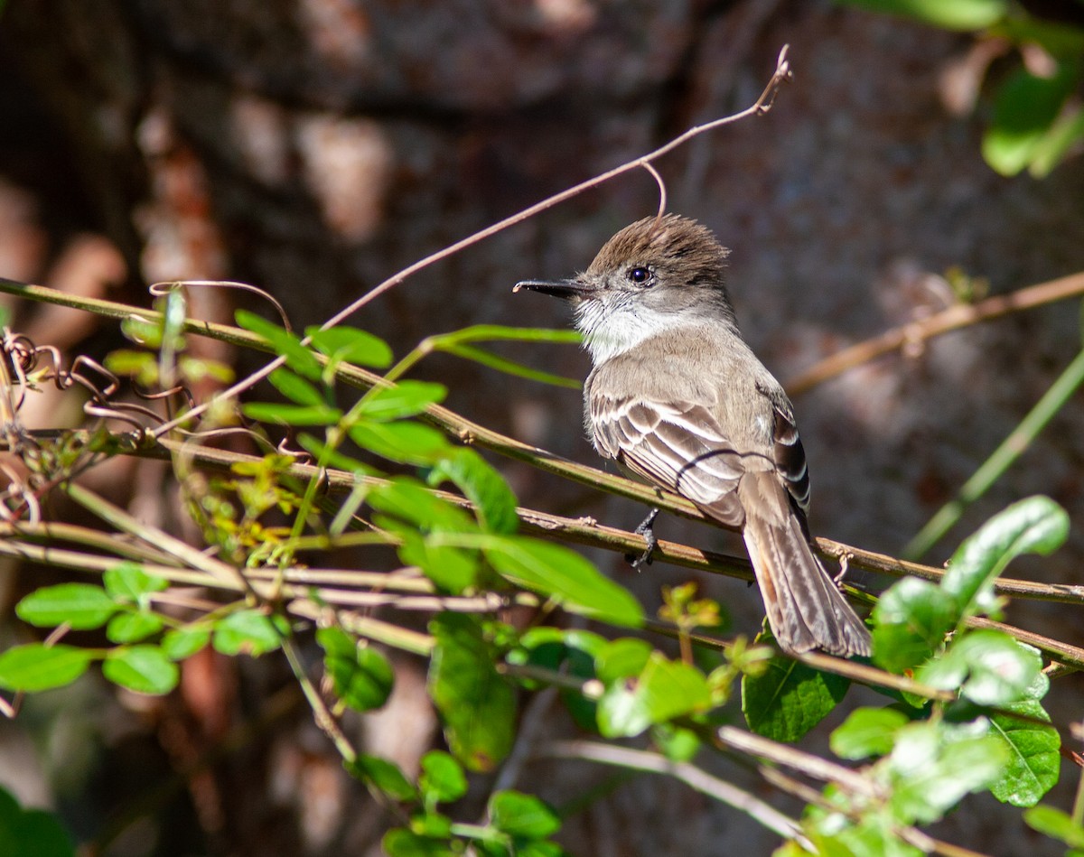 La Sagra's Flycatcher - ML637776907
