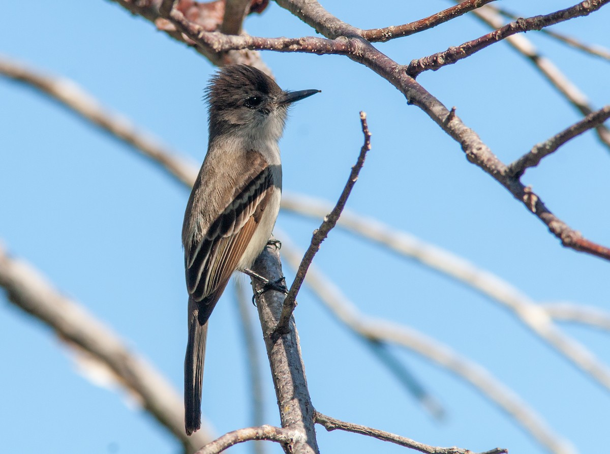 La Sagra's Flycatcher - ML637776908