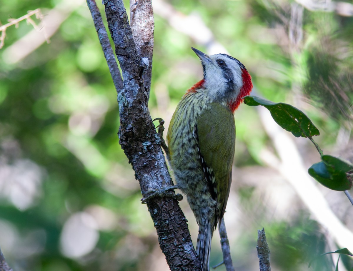 Cuban Green Woodpecker - ML637776945