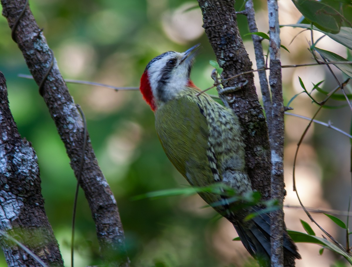 Cuban Green Woodpecker - ML637776950