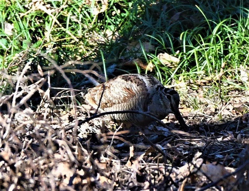 Eurasian Woodcock - ML637776964