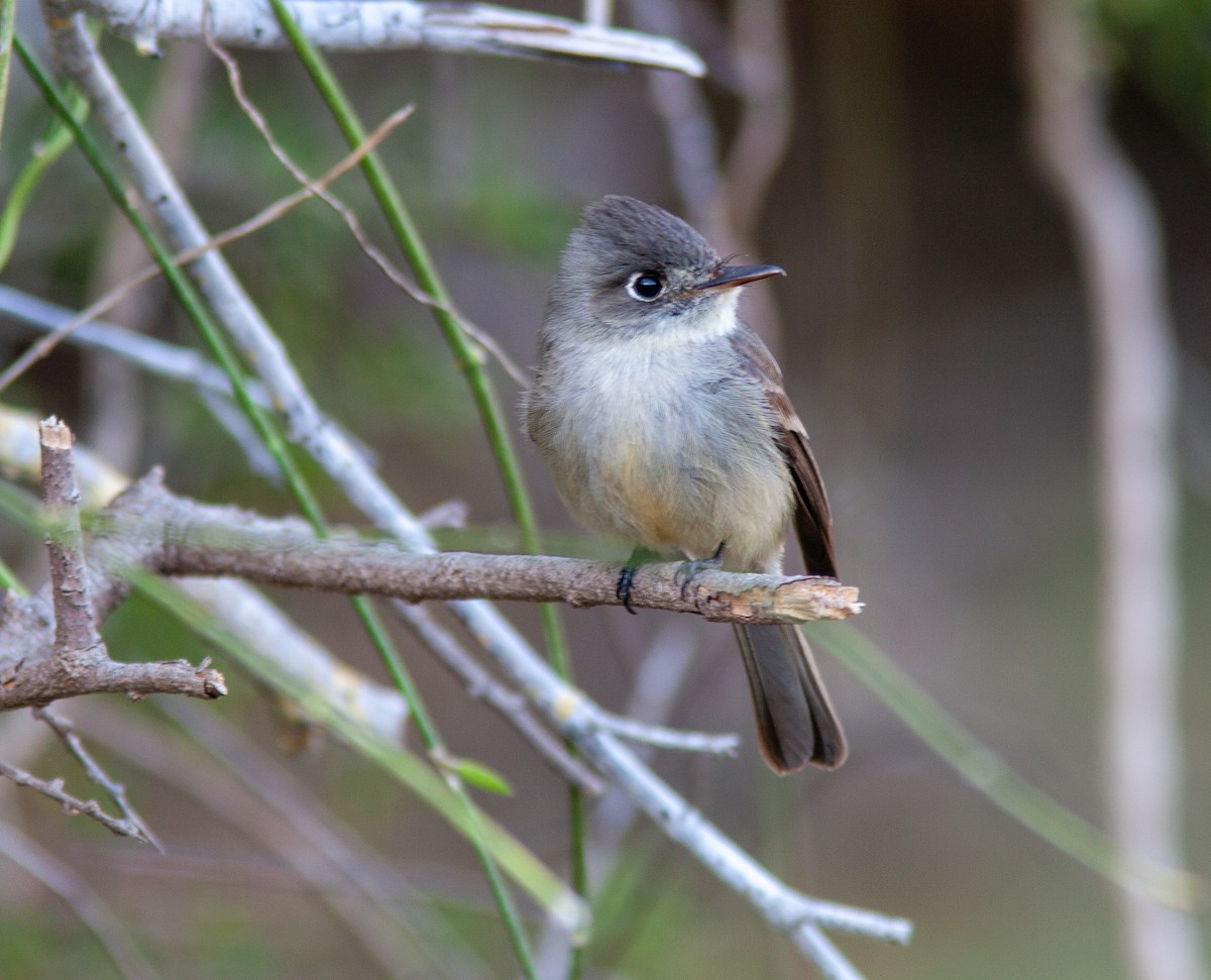 Cuban Pewee - ML637777023
