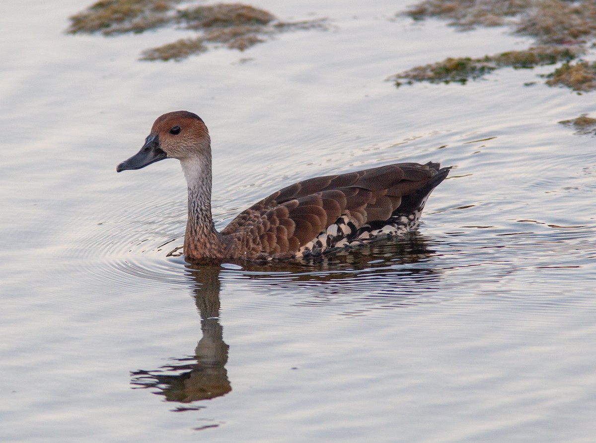 West Indian Whistling-Duck - ML637777073