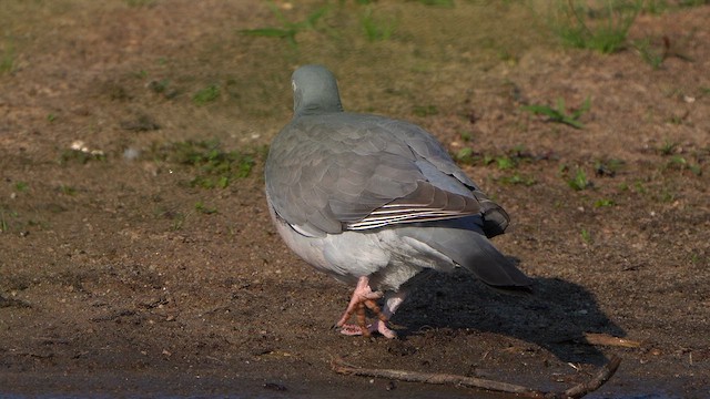 Common Wood-Pigeon - ML637777090